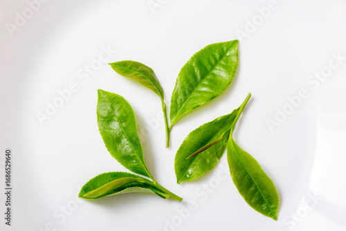 茶葉　生のお茶の葉　スタジオ撮影　白バック