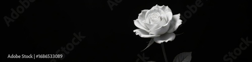 Monochrome floral still life; stark black backdrop, single white rose center , macro, dramatic, art