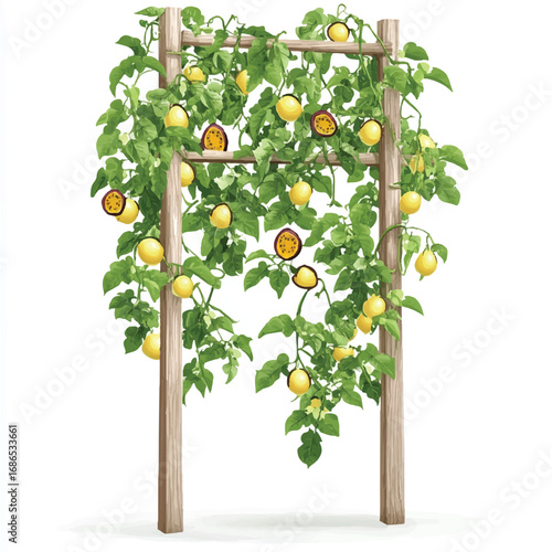 Lush passion fruit vine with ripe yellow fruits on a bamboo trellis.