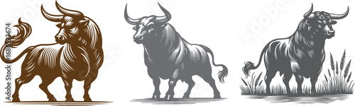 Bulls Sketch and Silhouette illustration.