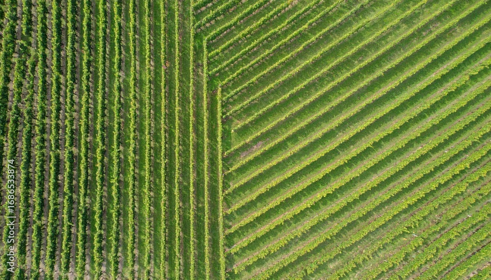 Fototapeta premium Aerial View of Diagonal Vineyard Rows: Green Stripes and Geometric Patterns