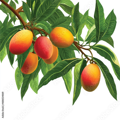 Mangoes on a Branch.