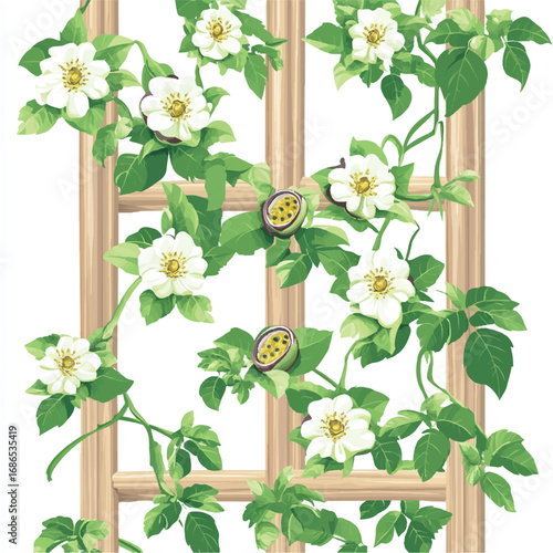 Passion Flower Vine on Wooden Trellis.