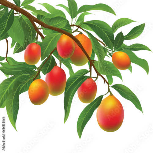 Plum tree branch with ripe plums fresh fruit summer harvest.