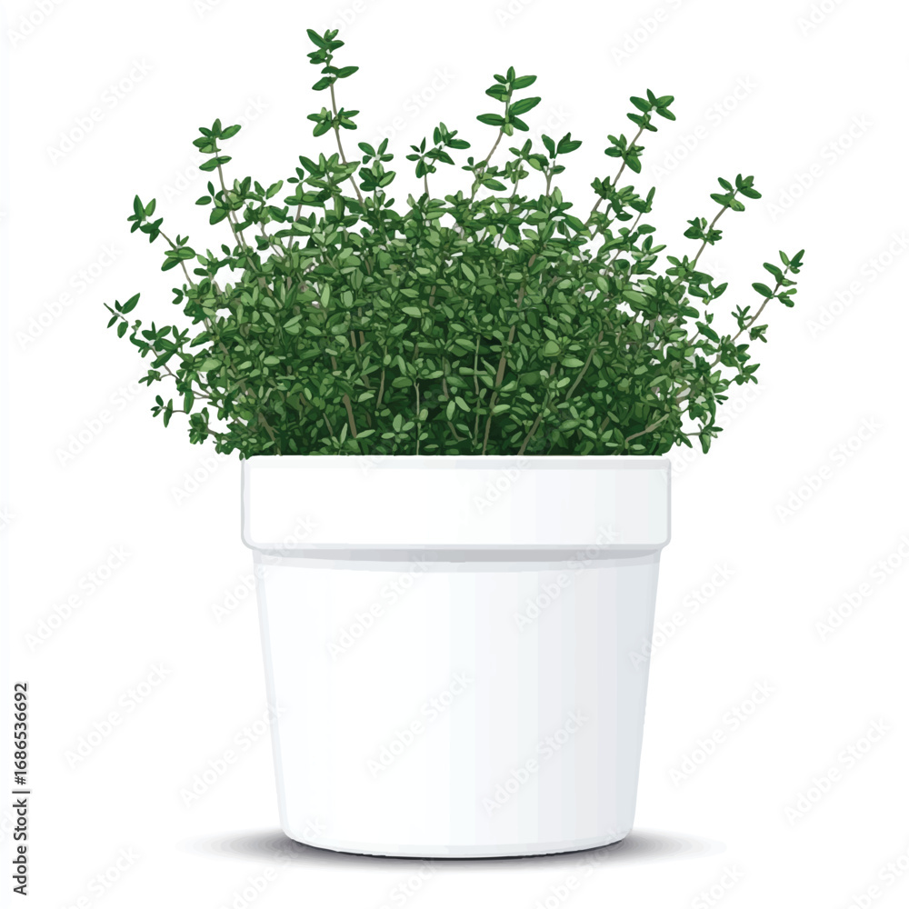 Fototapeta premium Lush Green Thyme Plant Flourishing in a Simple White Pot