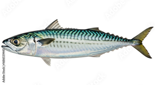 Quadro su tela Isolated Mackerel Fish