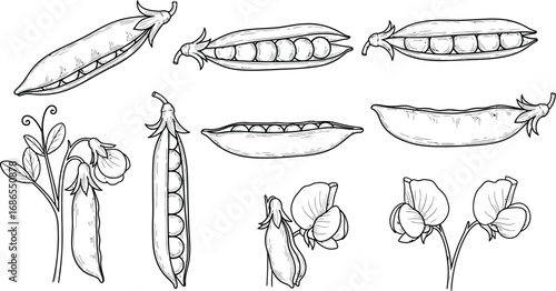 Hand-drawn collection of fresh peas, pods, and blossoms, illustrating growth and nature's bounty.