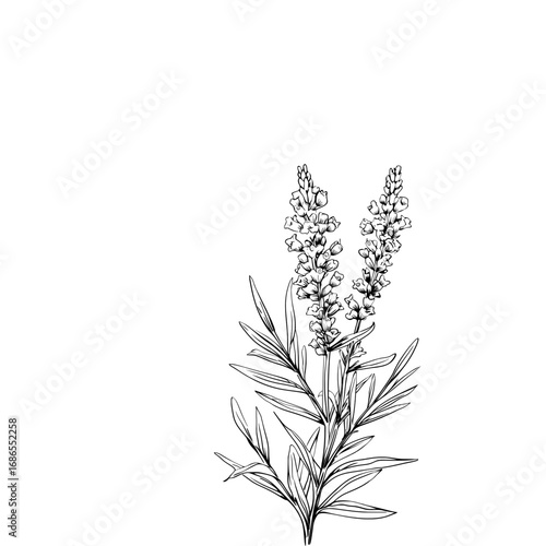 Line art drawing of lavender flowers and leaves.
