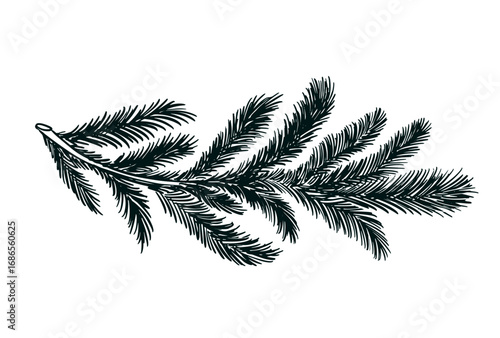 A black fir branch on a white background hand drawn