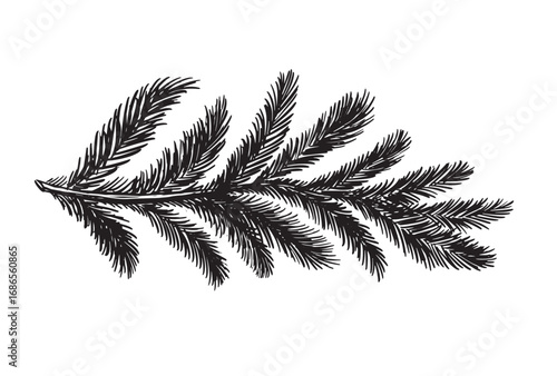 Black fir branch on a white background hand drawn