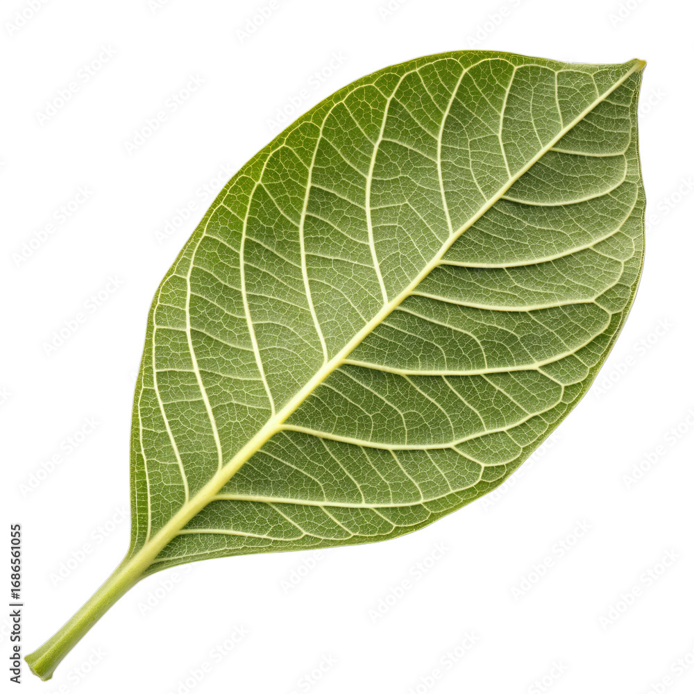 Detailed close up of a green leaf with prominent veins on black background Detailed close up of a green leaf with prominent veins on black background