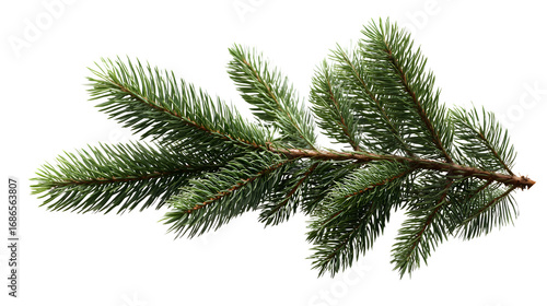 HD realistic fir tree twig isolated on white png