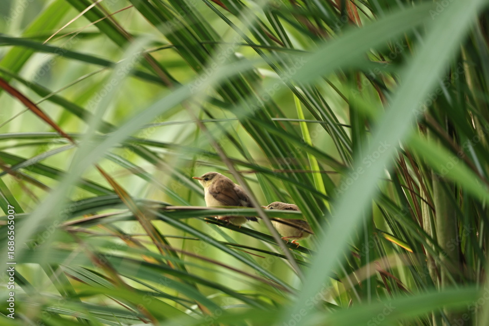 Obraz premium Prinia on tree