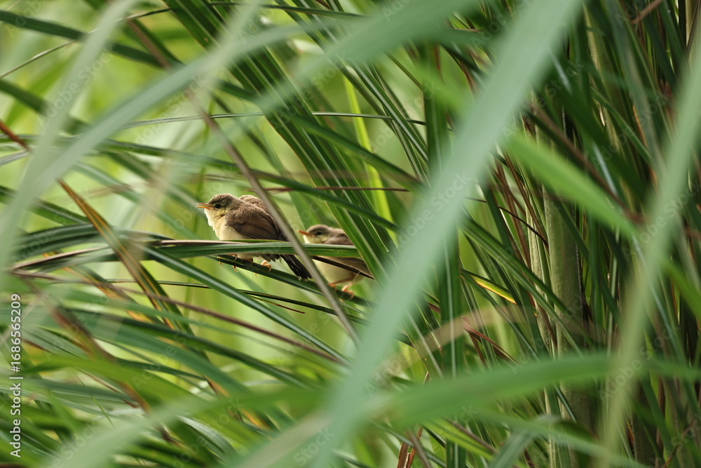 Obraz premium Prinia on tree