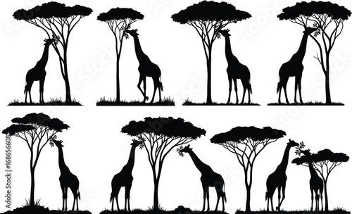 Giraffe silhouette set, interacting with trees in grassy terrain, savanna wildlife vector for nature, anatomy, and design reference illustration