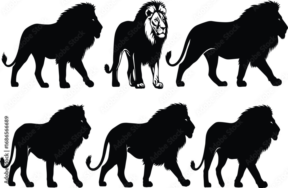 Obraz premium Lion silhouette set with realistic comparison, walking poses in profile, wild animal vector for anatomy, nature, and design reference
