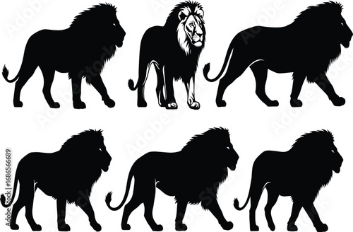 Lion silhouette set with realistic comparison, walking poses in profile, wild animal vector for anatomy, nature, and design reference