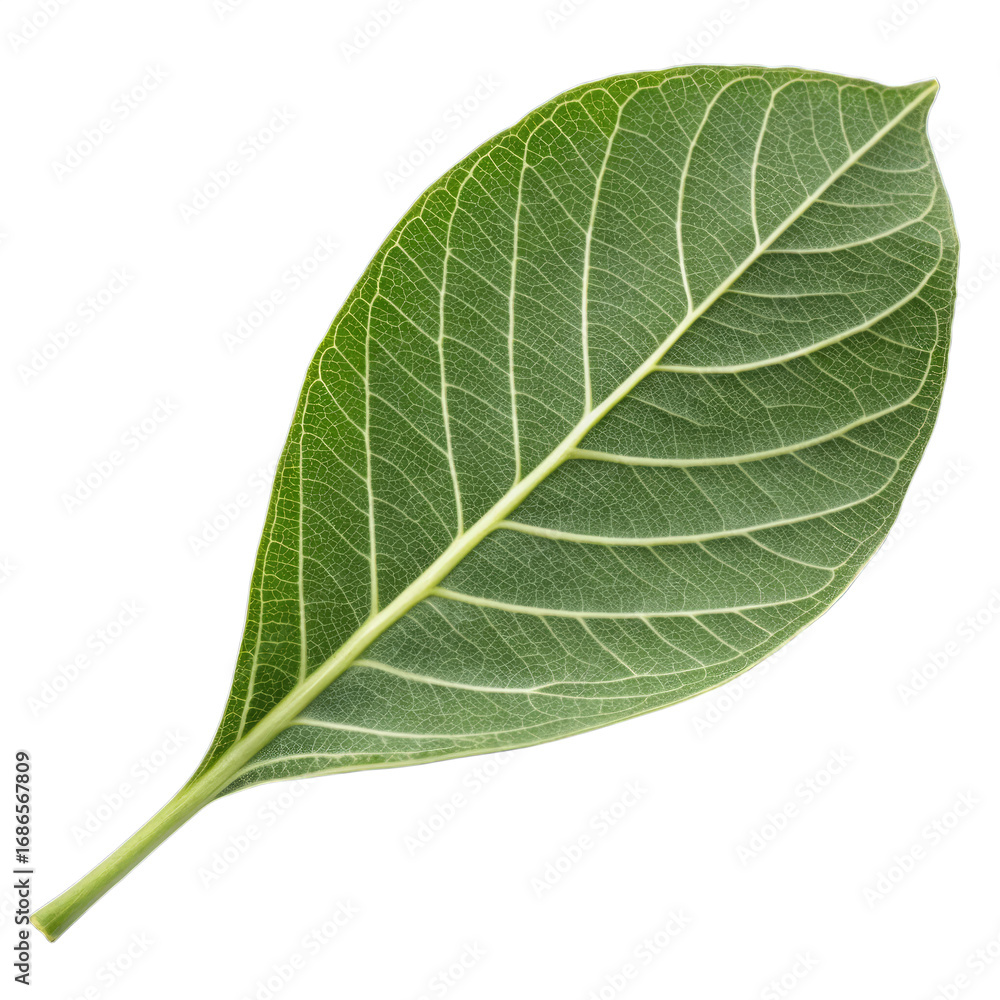 Obraz premium Close up of a single green leaf with prominent veins on a black background