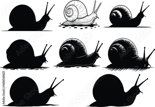 Snail illustration set, silhouette and line art styles, crawling poses on ground, nature animal vector for anatomy and design reference