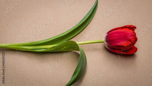 Striking close-up of a vibrant red tulip with green stem lying gracefully on a textured background.