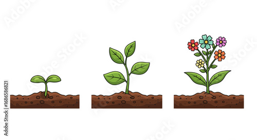 Plant Growth Stages From Seed to Flower