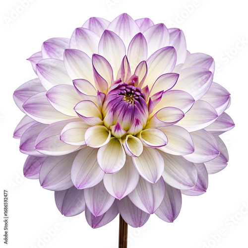 Close up of a beautiful white and purple dahlia flower with intricate petals isolated on transparent background