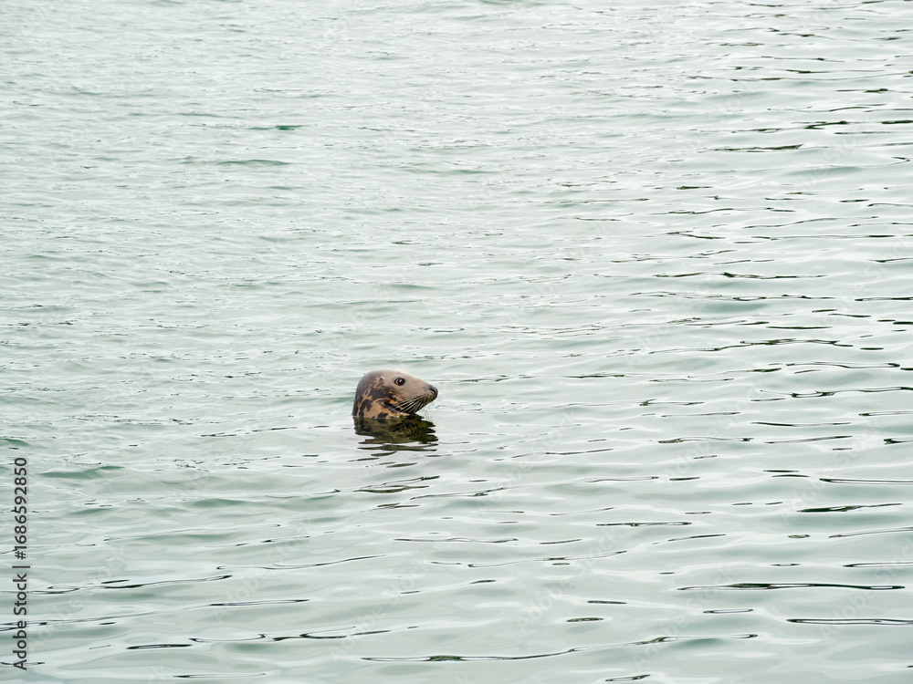 Fototapeta premium Grey seal. Halichoerus grypus in Ireland. 