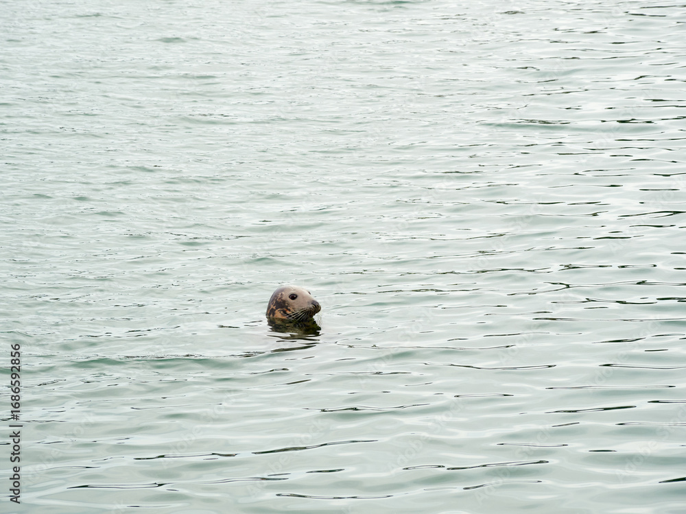 Fototapeta premium Grey seal. Halichoerus grypus in Ireland. 