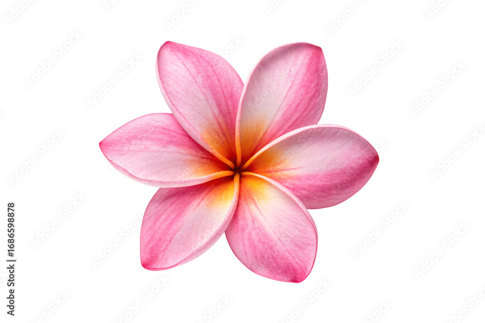 Naklejka premium Beautiful pink plumeria flower with five delicate petals showing gradient colors and natural texture, isolated on a transparent background