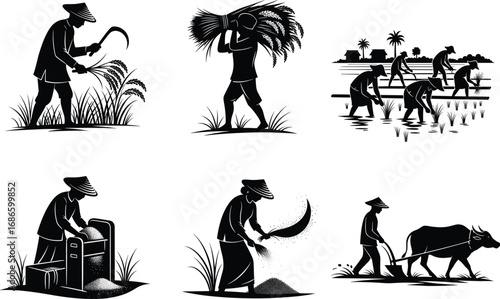 Traditional rice farming, rural agriculture, harvesting rice, planting seedlings, threshing grain, ox plowing, rice processing, Asian countryside, manual labor, farming culture