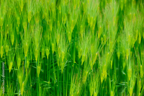 春の麦畑（富山県・射水市）