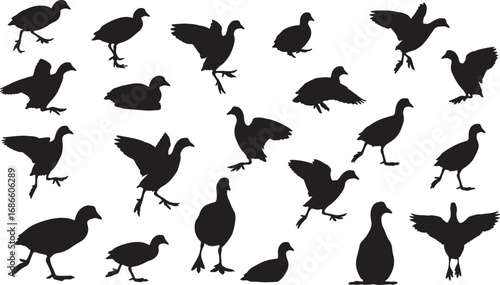A diverse collection of coot bird silhouettes in various poses, including walking, swimming, and preening, for nature and wildlife-themed designs