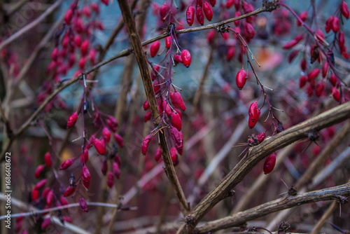 red berries in autumn