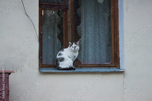 cat on window