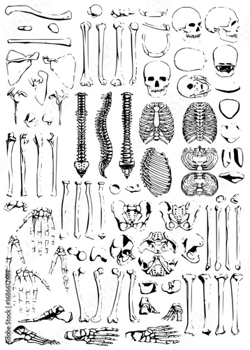 Anatomical skeleton bones illustration, perfect for medical study materials and educational projects