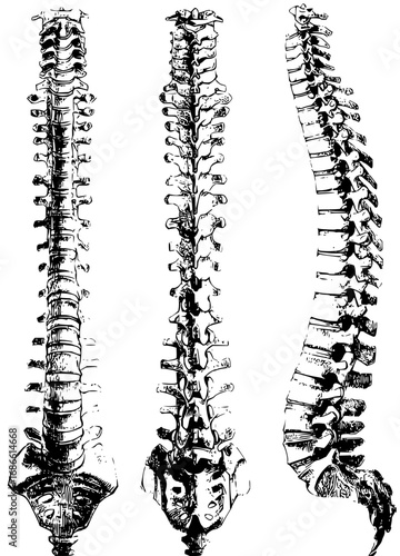 Detailed anatomical views of human spine showing structure and curvature, perfect for medical education