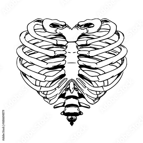 Striking heart-shaped rib cage artistic design for medical and creative projects