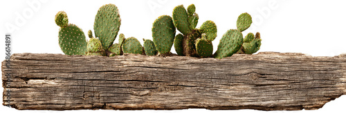 Desert-themed display with cacti on a weathered log
