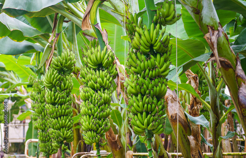 Banana tree in the garden, close up