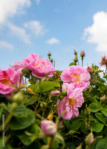Close up view of pink roses in the garden