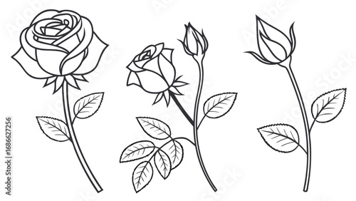 Elegant Rose Outlines - A Trio of Floral Illustrations.
