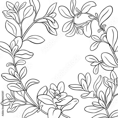 Marjoram Branch with Leaves Outline Frame. Organic natural nutritional healthy food ingredient, vegetarian diet product. Vector isolated for design or decoration.