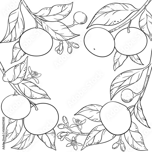 Mandarin Branch with Flowers, Fruits and Leaves Outline Frame. Organic natural nutritional healthy food ingredient, vegetarian diet product. Vector isolated for design or decoration.