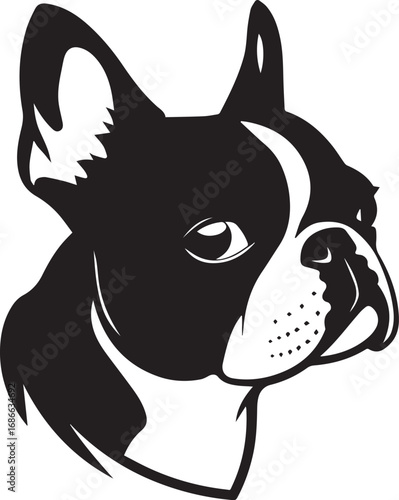 Boston Terrier: A striking, graphic portrayal of a Boston Terrier, showcasing its characteristic markings and alert expression. A symbol of charm and playful spirit in perfect monochrome.
