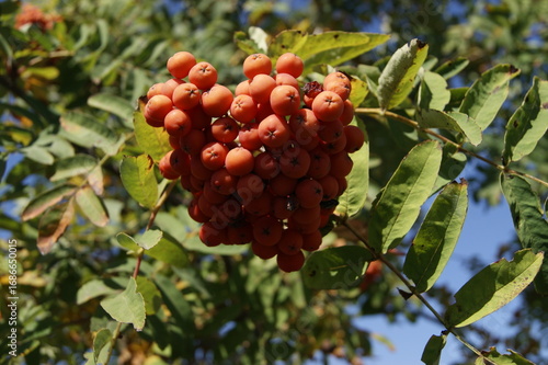 Rowan Berry Cluster on Tree Branch