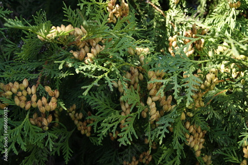 Dense green thuja branches with scale-like foliage and numerous small seed cones in natural light