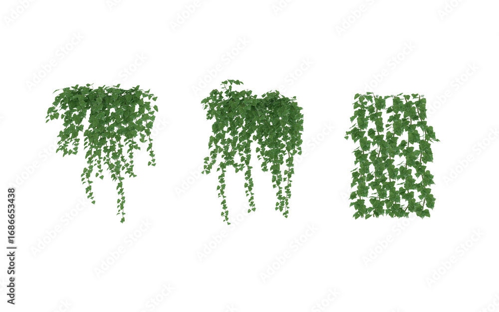 Fototapeta premium English Ivy Glacier Climbing Aid green isolated background Hanging Ivy Plants with Transparent Background, Vines Bush and Trailing Plant Arrangements 3D render