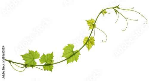 A winding green grapevine with leaves and curly tendrils on a white background