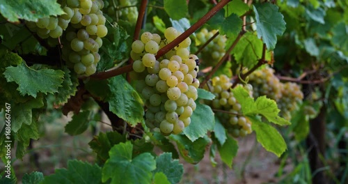 Wallpaper Mural Ripe green grape Pansa Blanca in vineyard growing natural. Green grape on the vine in garden Torontodigital.ca