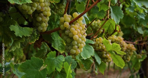 Wallpaper Mural Ripe green grape Pansa Blanca in vineyard growing natural. Green grape on the vine in garden Torontodigital.ca